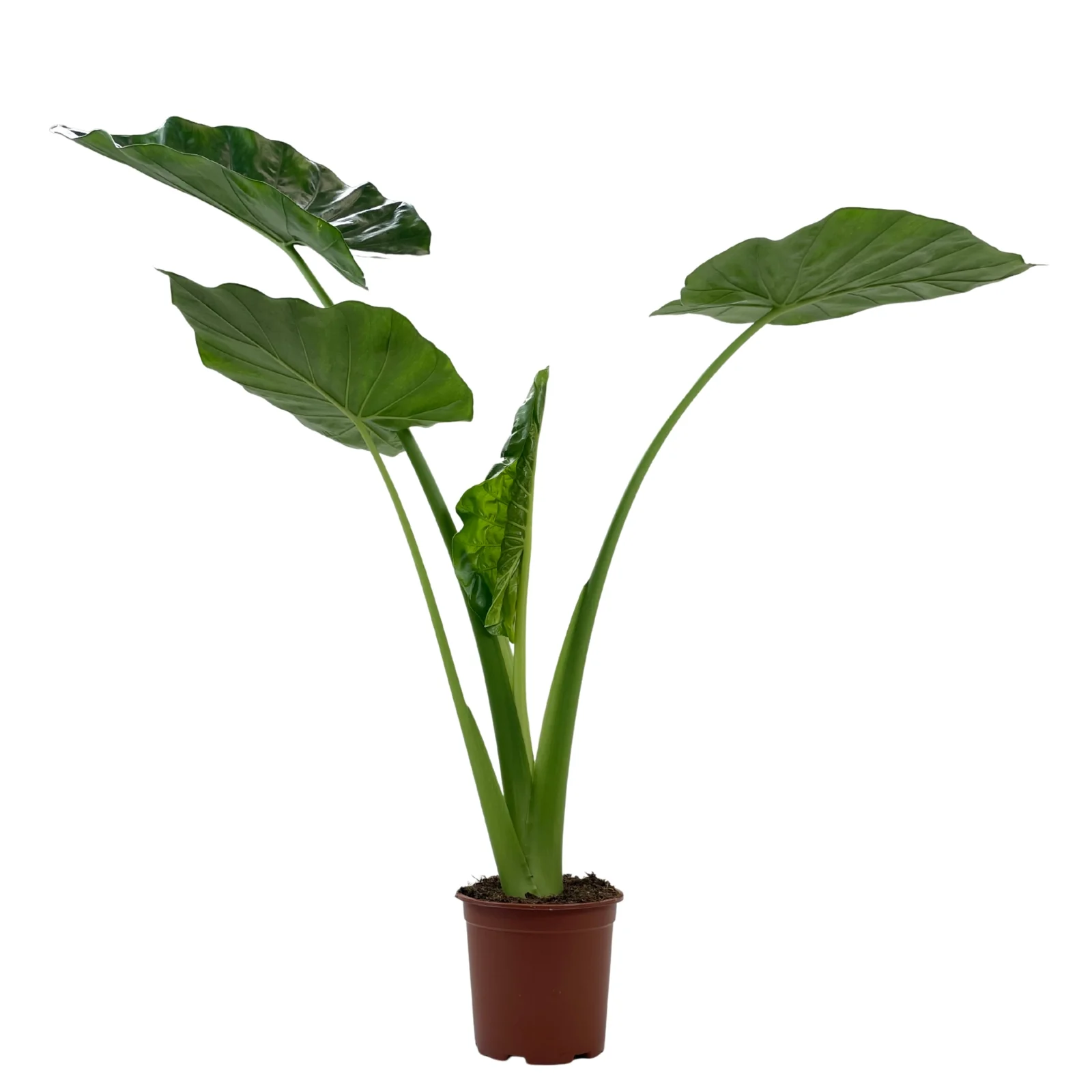 Imagem do produto 1