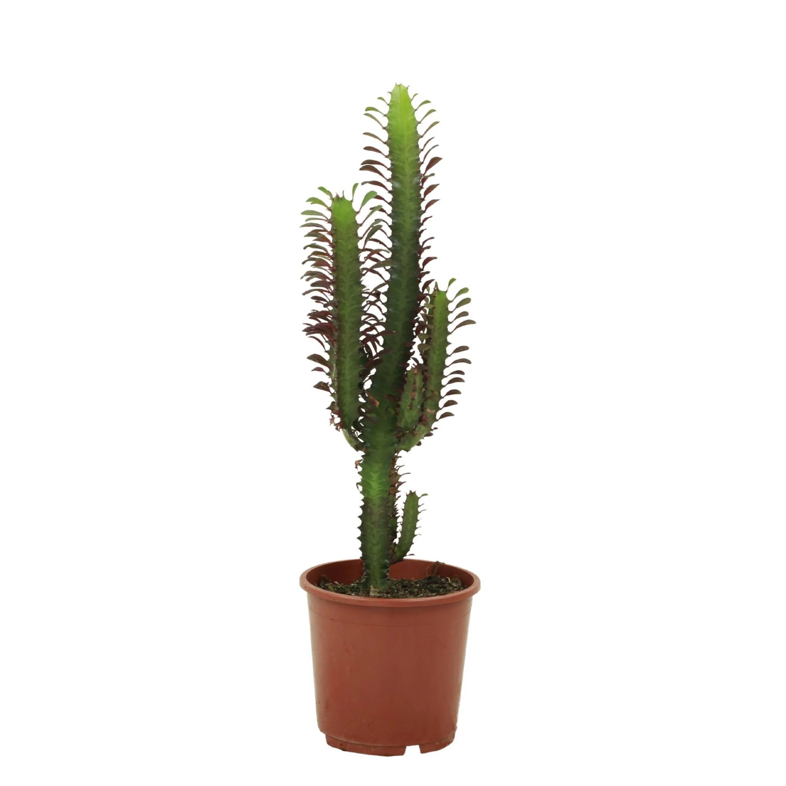 Miniatura 1