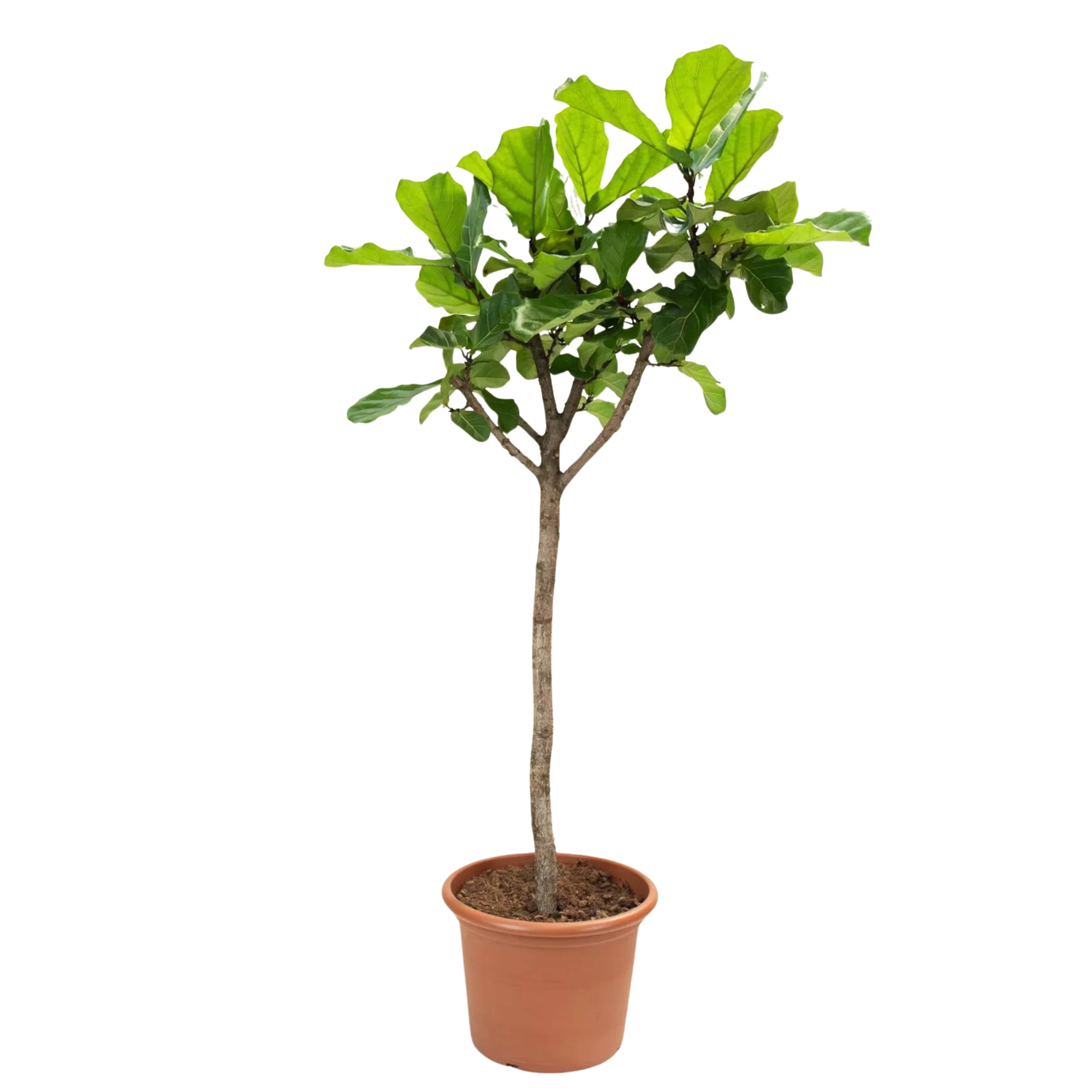 Imagem do produto 9