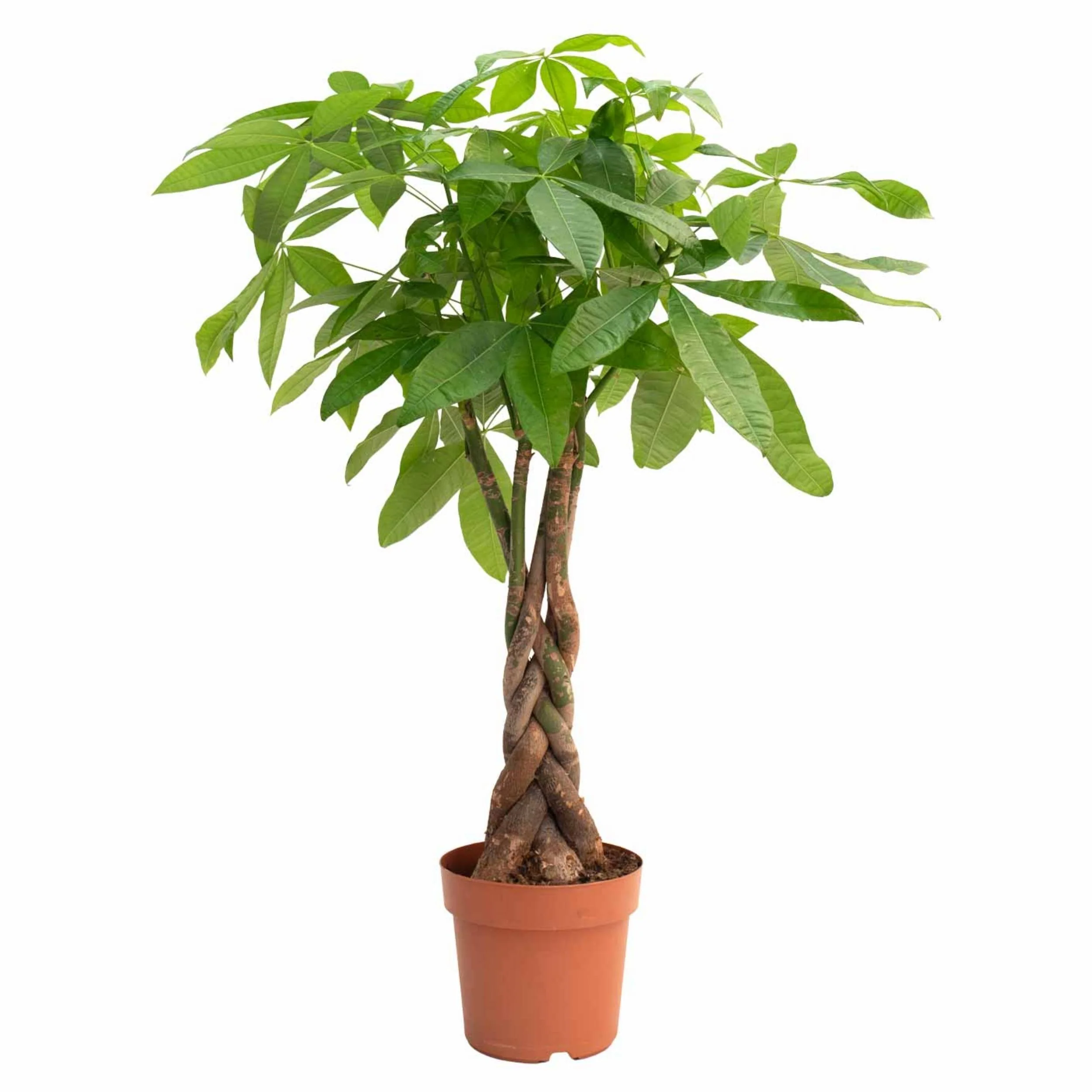 Imagem do produto 5